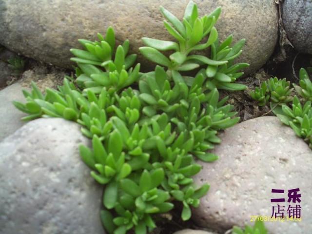 河南尧山中药材尧山野生新鲜狗牙半支垂盆草石指甲现采二斤免邮