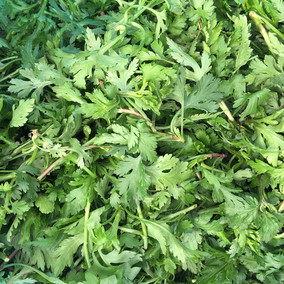 南京特产菊花脑叶菊花涝头农自种新鲜净绿色有机蔬野菜一斤装