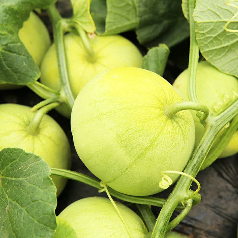试吃马连庄头茬甜瓜香瓜新鲜水果绿甜瓜水果网纹甜瓜南汇甜瓜玉菇