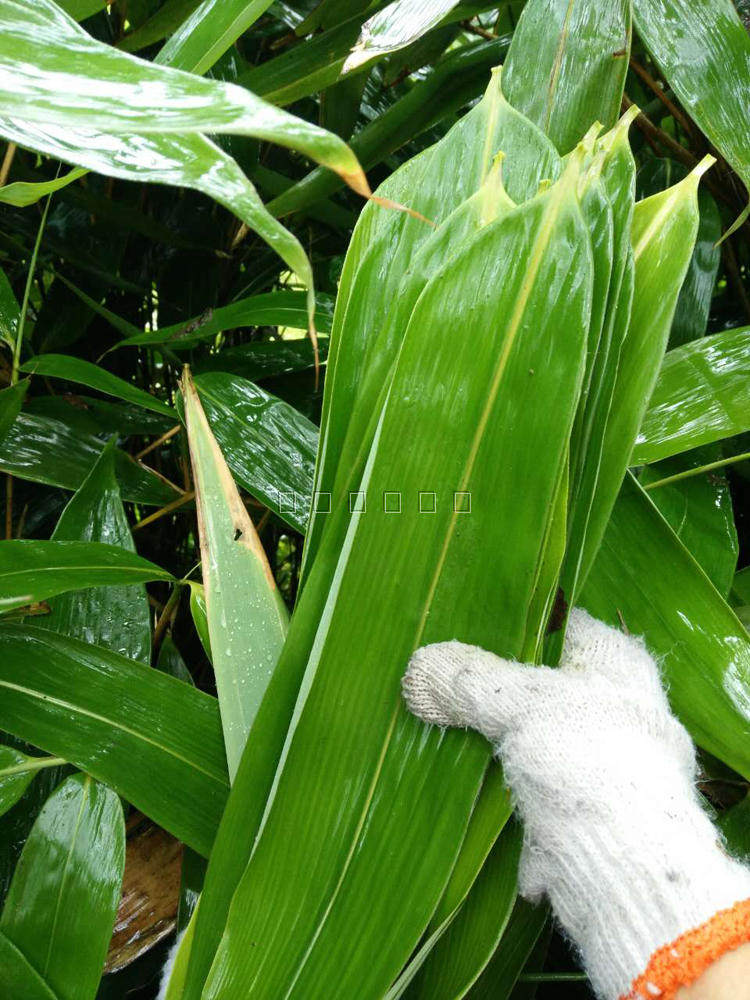 新鲜粽叶 野生粽叶 现摘现发 大粽叶包粽子叶包邮50片
