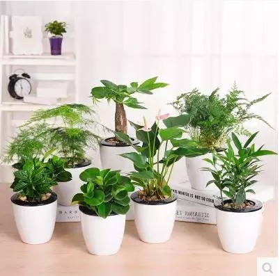 發財樹綠蘿水培植物室內植物懶人盆栽綠植水培銅錢草盆栽去甲醛