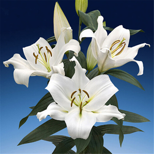 荷兰进口香水百合种球种子《赞比西》白色鲜花盆栽买三送一