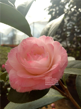 包邮 花鹤翎茶花 花鹤令 中国十大名花 带苞茶花_7折现价34元