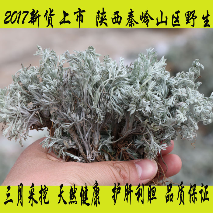 17年新貨茵陳草 茵陳茶綿茵陳白蒿全草中草藥500克包郵