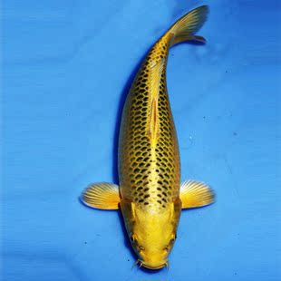 金松叶锦鲤活体日本纯种鱼苗招财行运宠物风水鱼淡冷水观赏鱼包活