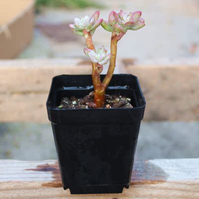 满额包邮多肉植物【红稚莲】胭脂莲奇趣室内盆栽绿植花卉