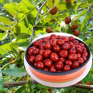 北食集丨东北 酸枣 野生小酸枣 山枣 2016年新酸枣 干酸枣!500g