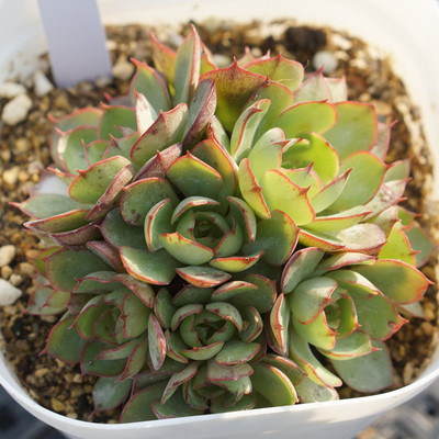 多肉植物 央金 大群生 一物一拍创意盆栽绿植【泰戈尔的花园】