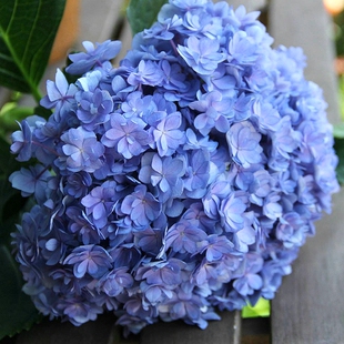 日本绣球 超大花 艾薇塔 重瓣大花新品