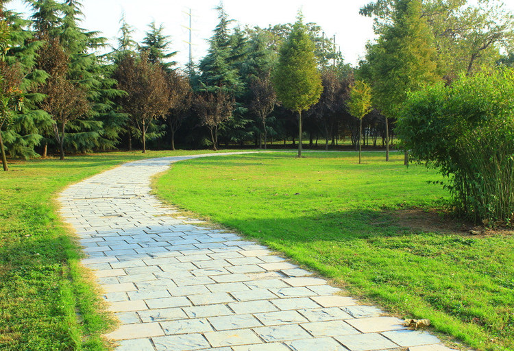进口果岭草种子 庭院高尔夫球场专用草坪草籽 耐寒耐践踏四季常青