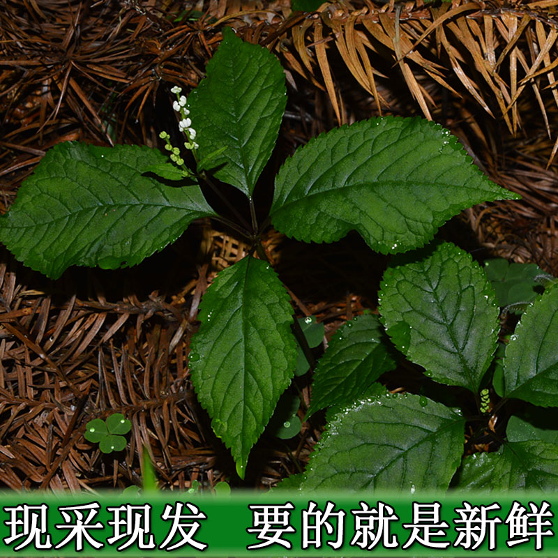 新鲜四叶对 及己 四大王 四叶箭 四块瓦野生中药材250g包邮