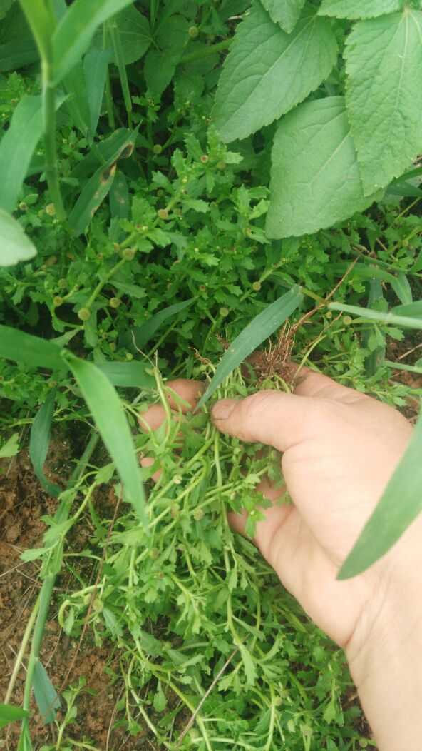 特價新鮮現採野生草藥鵝不食草 食胡草通天竅草 只發順豐 送滴管