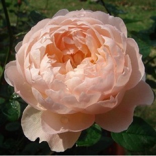 百花争艳花卉 《牧羊女月季》大花月季花苗 精品月季 英国月季