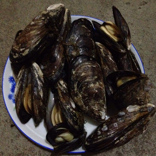 野生鲜活 青口 壳菜 海虹 贻贝 淡菜一斤8个内 3斤起拍