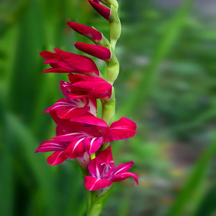 【劍蘭花種球】又稱唐菖蒲|菖蘭|扁竹蓮|紅,黃,白,紫,藍茶几