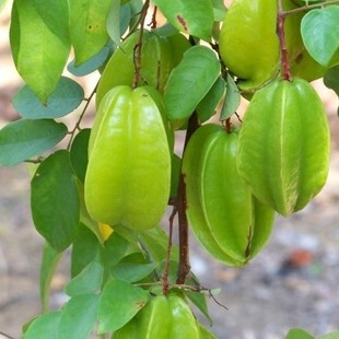 新鲜水果野生酸杨桃/五敛子/星梨/美容水果/开胃消食美容水果1斤