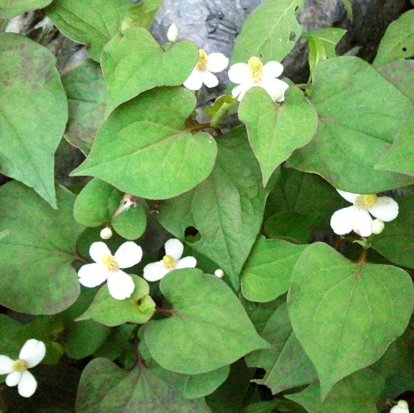 野生新鲜鱼腥草 吉耳根 折耳根 臭答米 现挖现卖 全草新鲜