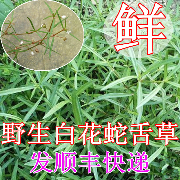 新鮮野生白花蛇舌草 蛇舌草 鶴舌草 龍舌草 蛇舌癀中草藥500g順豐