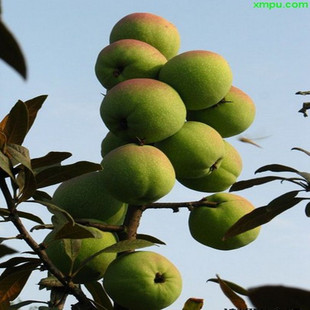 木瓜 盆栽天香水果木瓜树苗 香气浓郁 果肉厚实细致