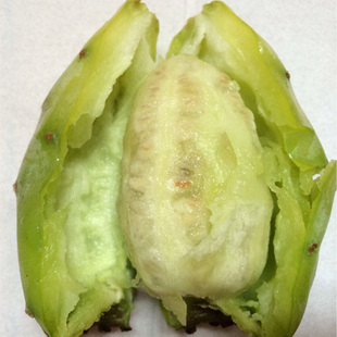 仙人掌 包邮 仙人掌果子 生态有机仙人果 绿色食品泸定仙桃仙人果