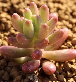 办公桌 源源花卉 虹之玉锦 多浆多肉植物办公桌迷你盆栽 防辐射吸甲醛