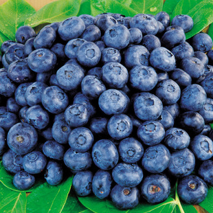 蓝莓鲜果东北蓝莓新鲜蓝莓水果零食休闲花青素