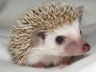 宠物 家养宠物刺猬活体 家养繁殖不怕生训练好了的 迷你小刺猬宝宝