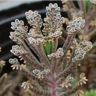 棒叶不死鸟 防辐射吸甲醛 多肉植物 盆栽 迷你植物净化空气