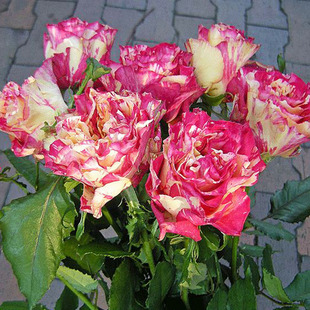 月季花新品 条纹复色玫瑰 万华镜月季 扦插小苗