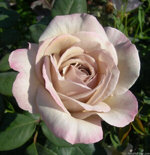 直立月季 爱尔兰灰珍珠 浓香型切花月季 花期长 大花