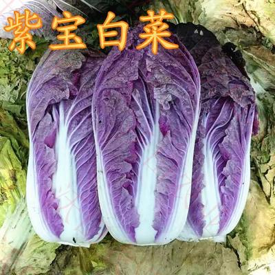 紫色叶菜类蔬菜大全图片