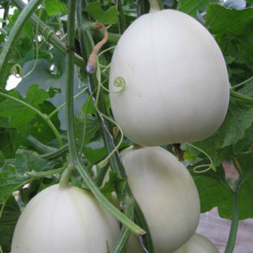 红肉莎白甜瓜种子伊丽莎白香瓜哈密瓜水果种子高糖桔红肉白肉高产_双