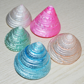 天然海螺彩色塔螺 贝壳海螺标本鱼缸地台拍照婚礼装饰