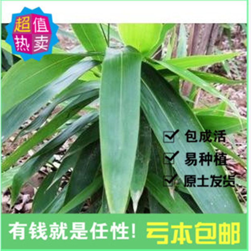 阔叶箬竹,阔叶箬竹图片,大叶箬竹百科_大山谷图库