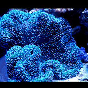 地毯珊瑚 海水鱼珊瑚 活体水族珊瑚 小丑鱼之家 地毯海葵观赏珊瑚