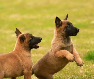 馬裡努阿犬 比利時牧羊犬純種幼犬 純種血統馬犬 軍犬警犬出售