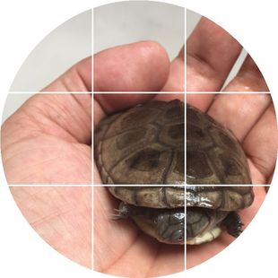 短颈龟可深浅水养活泼可爱6至8cm