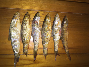 湖南特產東江魚300米深的紅眼魚火焙魚野生小河魚淡水魚小魚乾貨