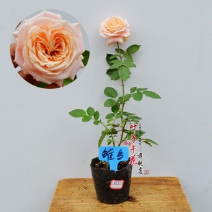 月季 盆栽植物 欧月 藤本进口 雏鸟 新品欧月 四季开花 爬藤月季 蔷薇