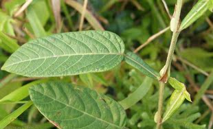 刀柄 新鲜草药 葫芦茶/牛虫草/剃刀柄/咸鱼草/百劳舌/鲮鲤舌500克