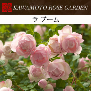 月季 日本月季:初吻(初宴,la ブーム)芽接营养钵苗 boum,ラ