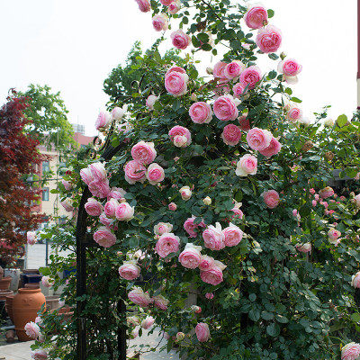 欧月藤本月季花苗大苗大花四季开花庭院阳台爬墙爬藤花卉盆栽植物