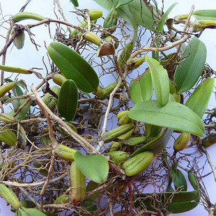 漳州土楼特产 野生石橄榄 滋阴降火 送赠品