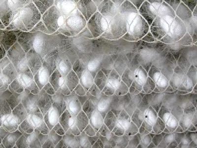 蚕宝宝 结茧专用网 (大网) 200-400条蚕结茧 方便实用